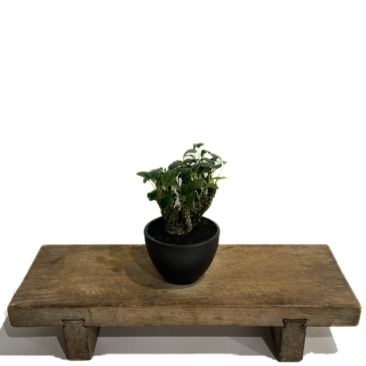 ドルステニア　フォエチダ　クリスタータ fit=scale-down,w=1200