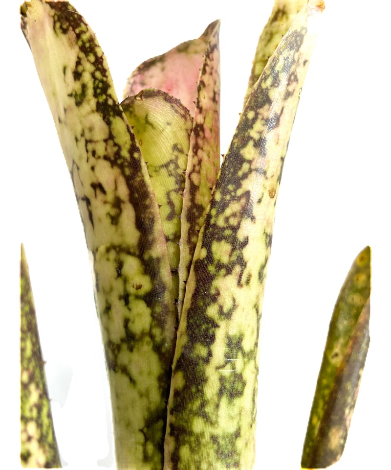 ブロメリア・エアープランツ Billbergia Ivory Tower タンクブロメリア ビルベルギア『Ivory Tower』 | Planet Plants