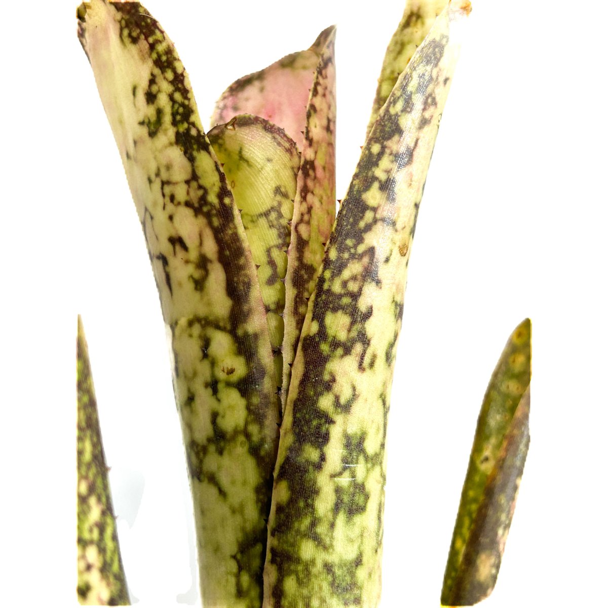 ビルベルギア アイボリー タワー「 Billbergia Ivory Tower」3