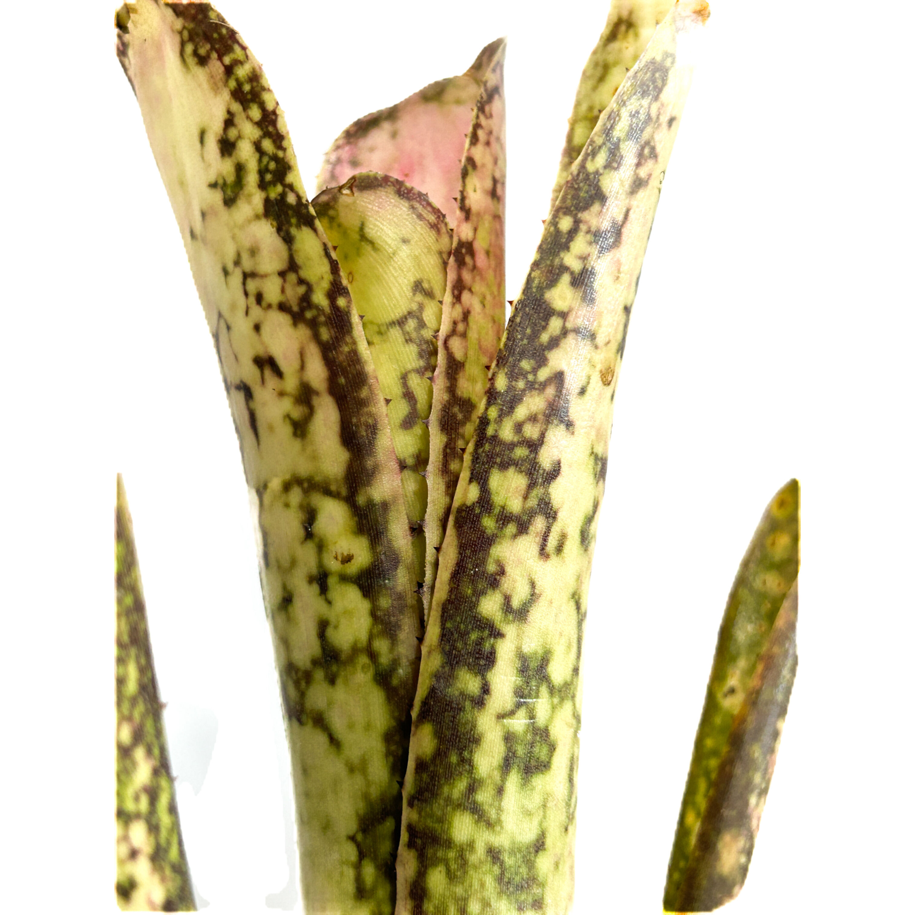 ビルベルギア アイボリー タワー「 Billbergia Ivory Tower」3/11-8