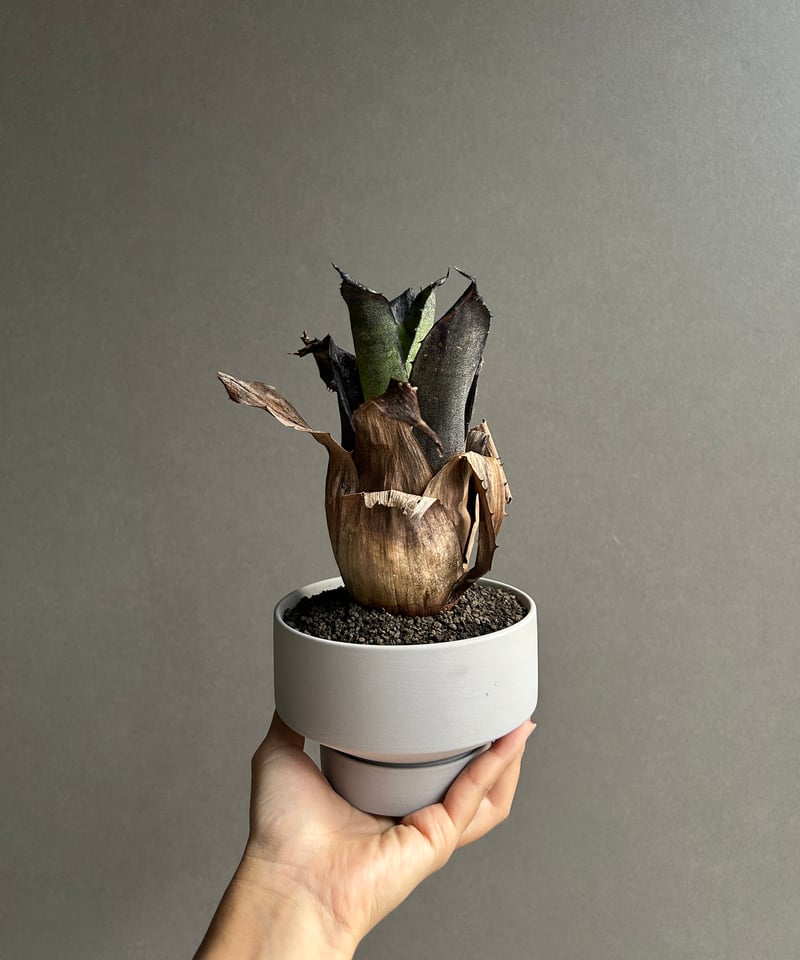 ホヘンベルギア レオポルド ホルスティ “ブラック“ + Sanna Low