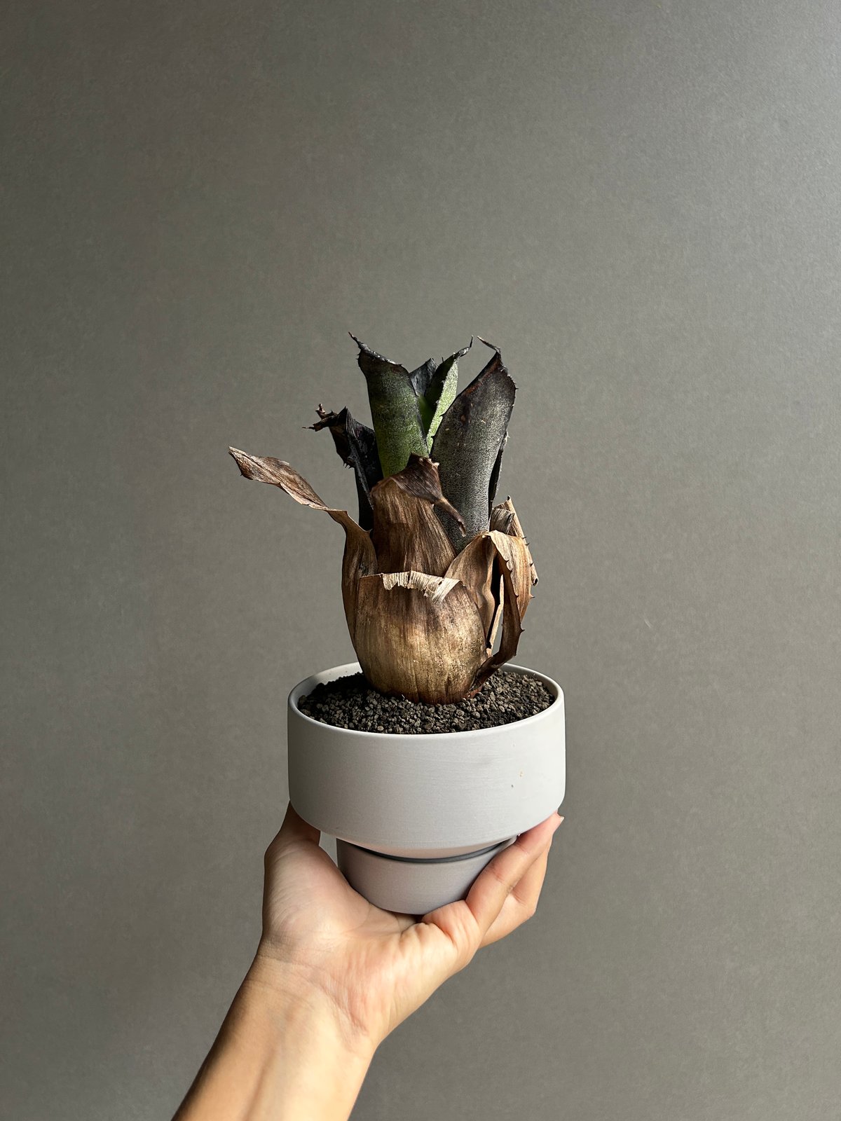 ホウイトフレア　　　　　　　　　　　　　　　　　　　　ブラックボルト PREMIUM ZONE キャップボルトカラー ブラック｜株式会社デイトナ