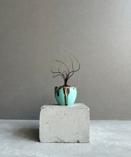 CATEGORY Plants | SHOUCHIKUEN