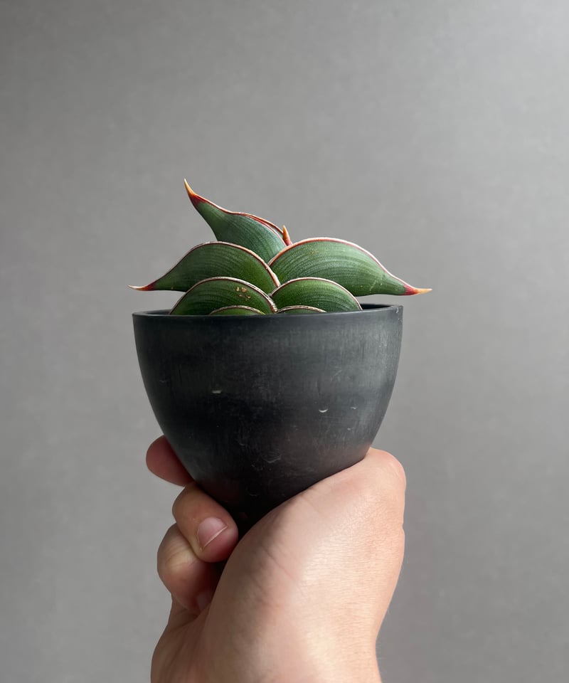 サンセベリア ロリダ 「Sansevieria rorida」45B | SHOUCHIKUEN