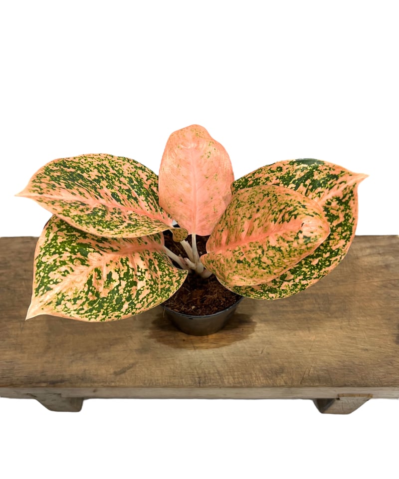 アグラオネマ スターダスト オレンジ 「Aglaonema Stardust Orange」1