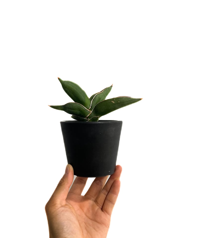 サンセベリア サムライ ドワーフ「Sansevieria samurai dwarf