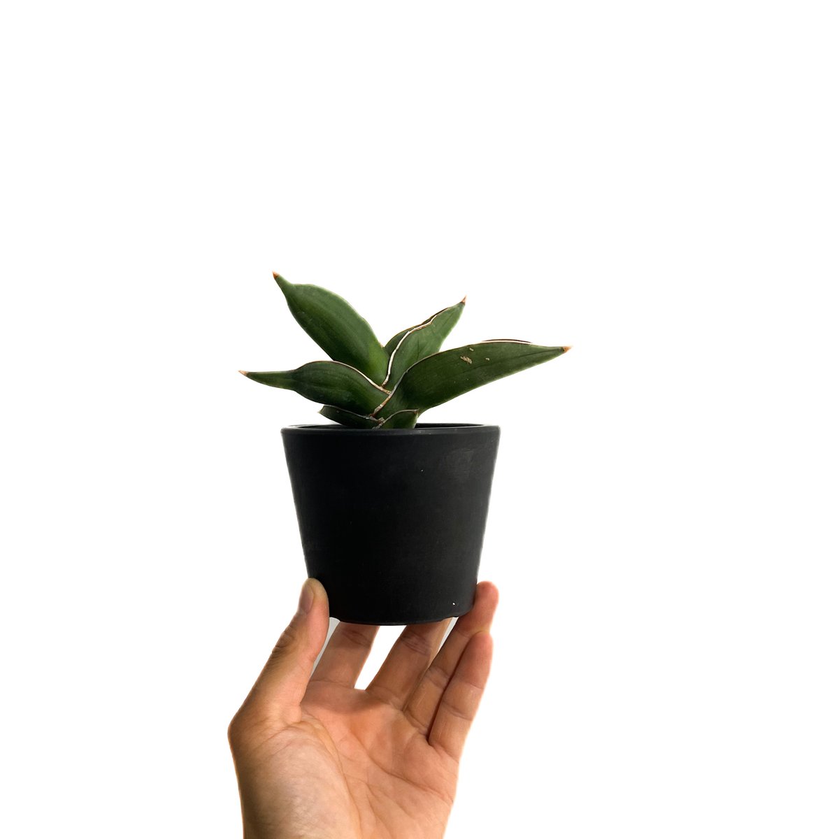 サンセベリア サムライ ドワーフ「Sansevieria samurai dwarf