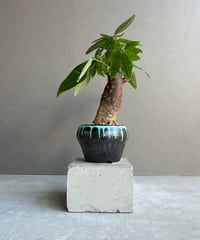 ビカクシダ ベイチー アーバン リバー (子株) by Stem Fern 「 Platyce