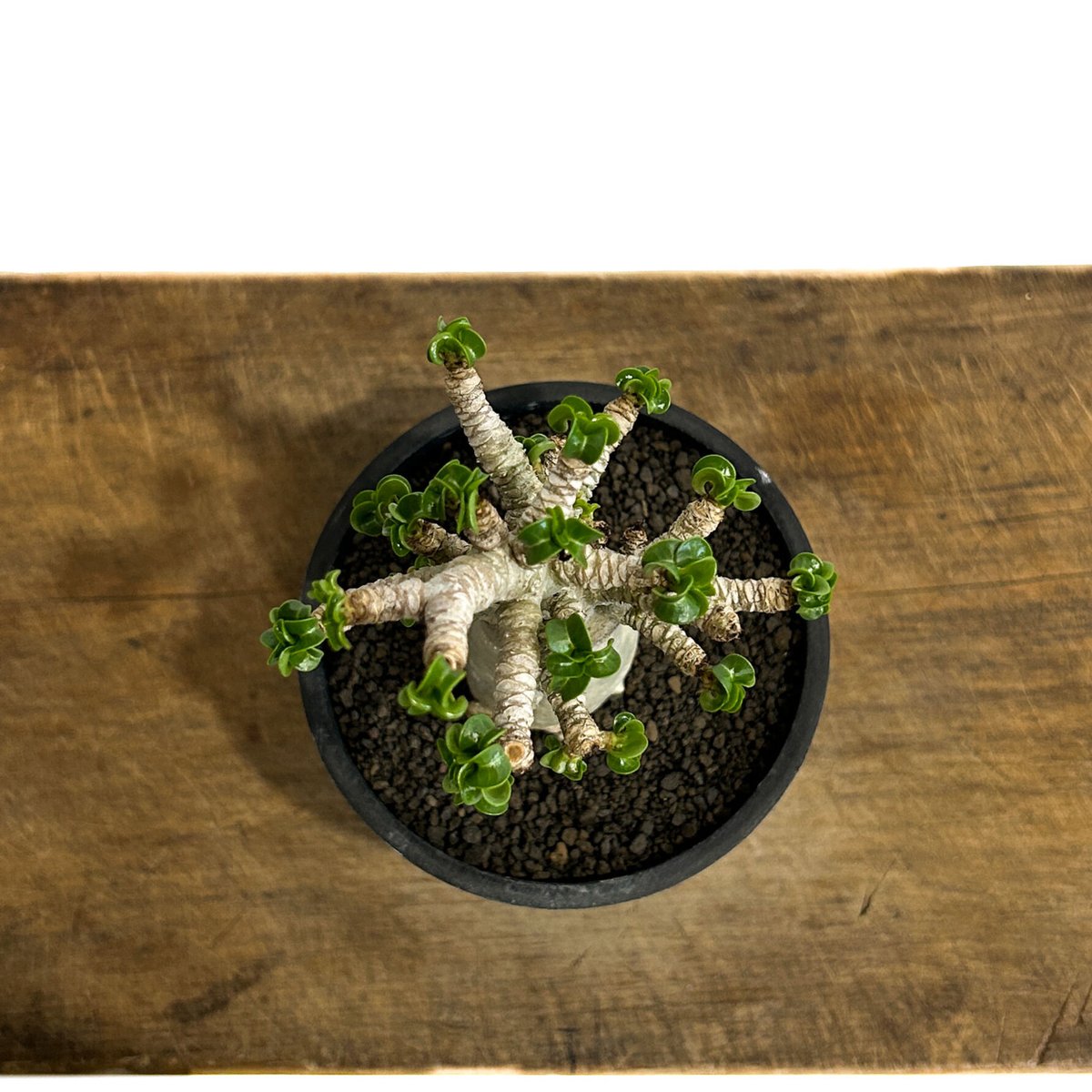 アデニウム　獅子葉　DHA アデニウム D.H.A 獅子葉 3 | STELLA.PLANTS