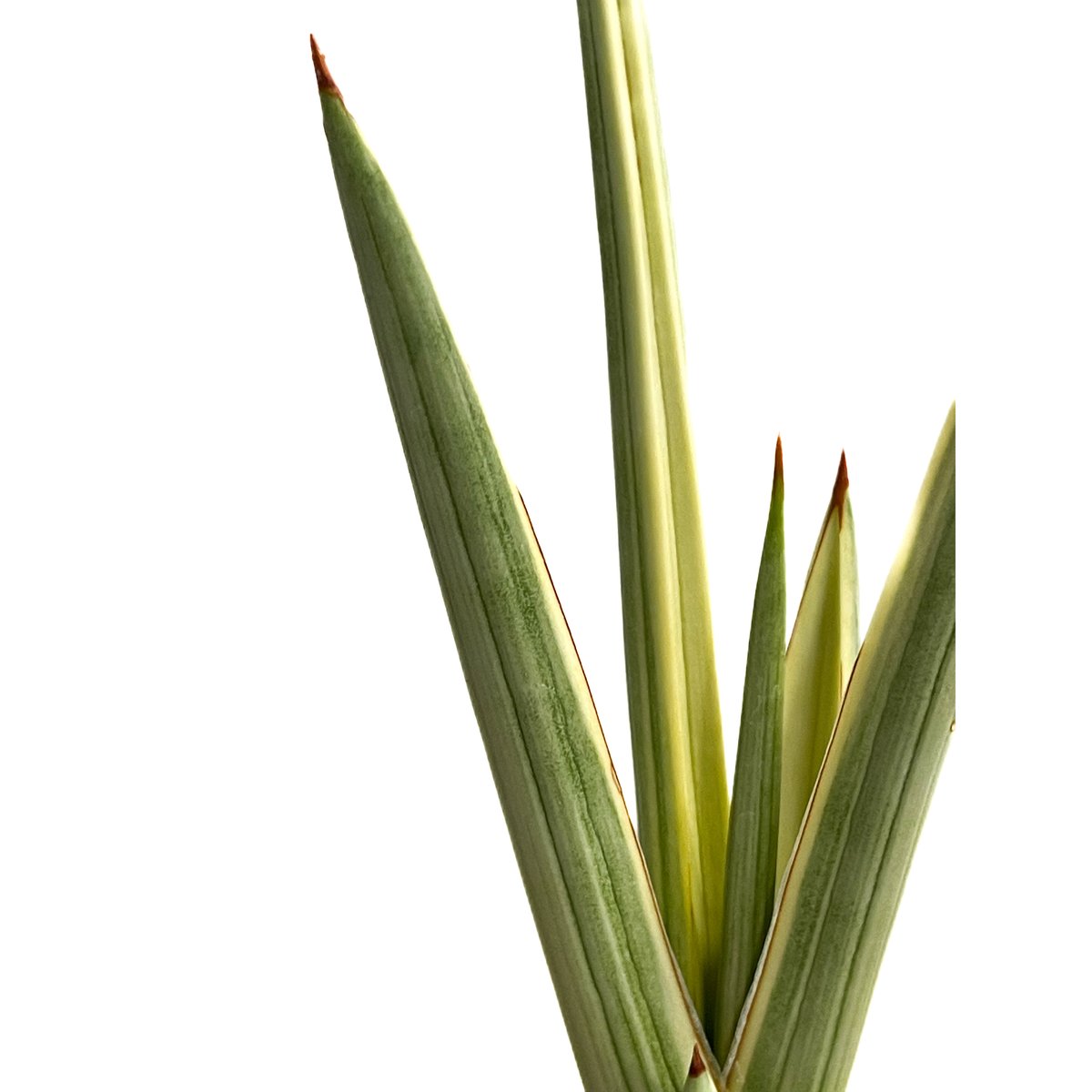 サンセベリア ロイヤルクラウン 斑入り「Sansevieria royal crown var