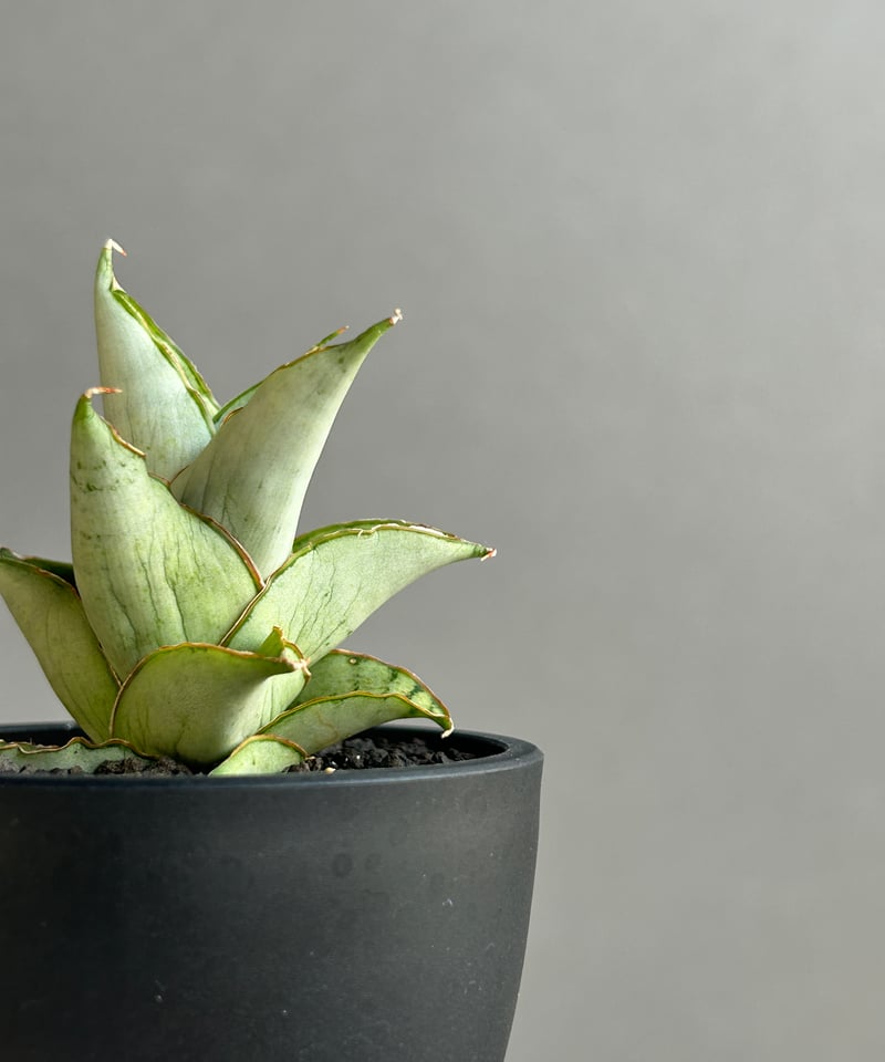 サンセベリア ブア カーオ「 Sansevieria Buakaw(by Unyamanee