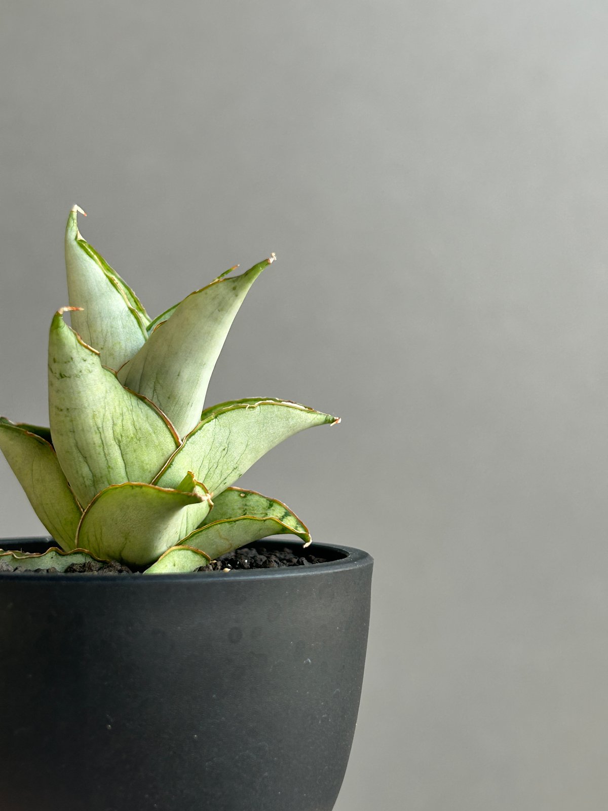 GP Sansevieria Bua Kao サンセベリア ブア カーオ ごりら PLANTS&COFFEE | ． Sansevieria Bua Kao サンセベリア