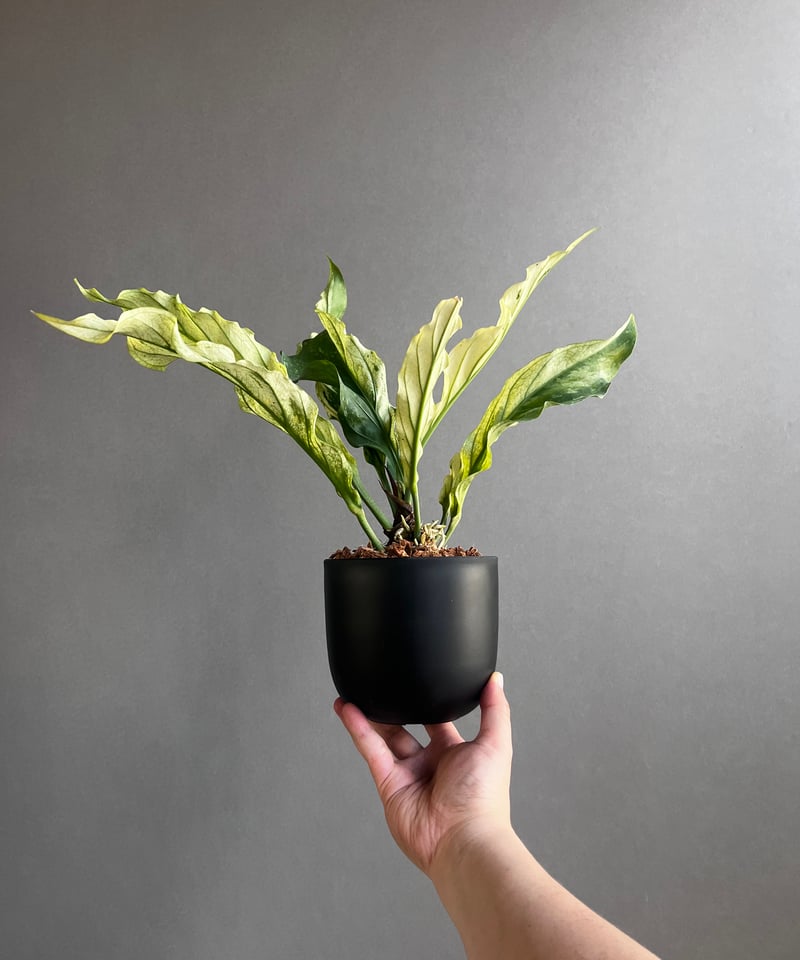 アンスリウム プロウマニー ミント 斑入 「Anthurium Plowmanii Mint