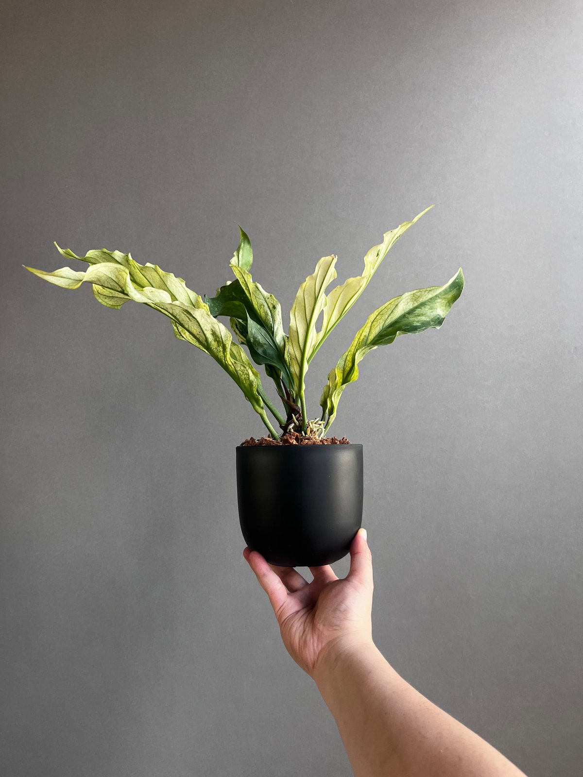 119 plowmanii プロウマニー　アンスリウム　Anthurium アンスリウム プロウマニー ミント 斑入 「Anthurium Plowmanii Mint