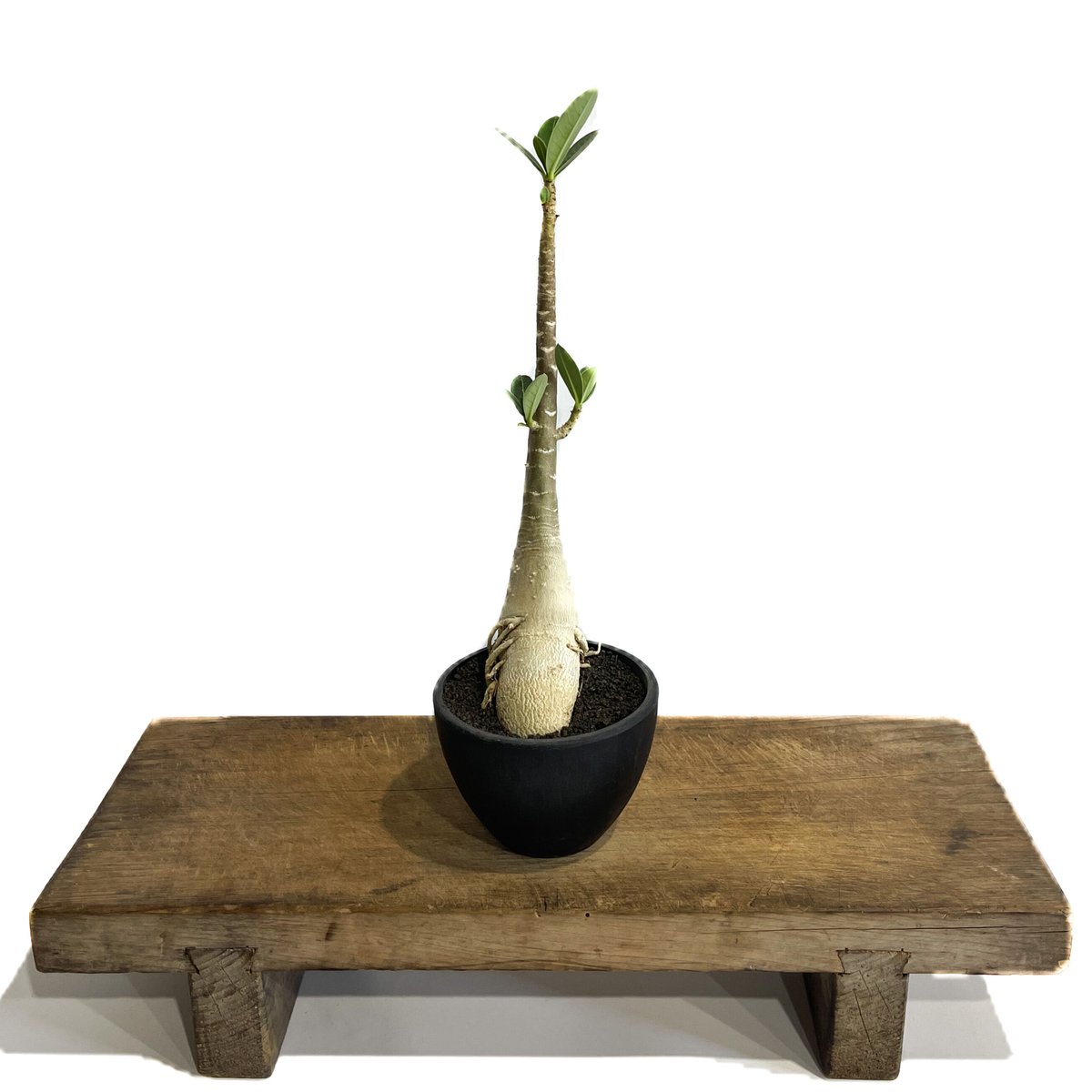 アデニウム タイソコトラナム 「Adenium Thai socotranum」6/8
