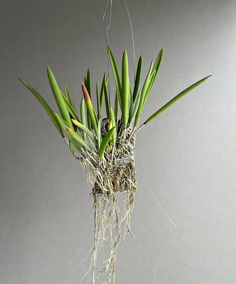 ブラッサボラ ノドサ (アンマン x スーザン フークス) 「Brassavola