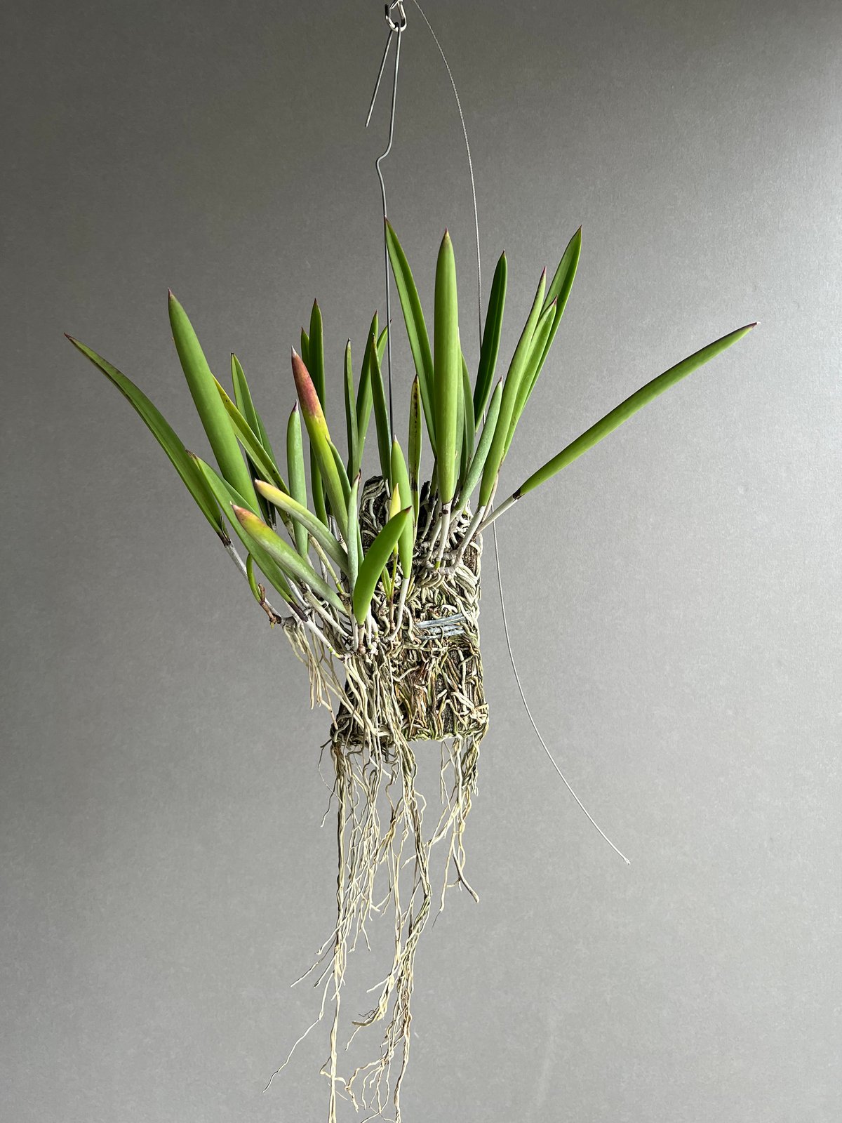 ブラッサボラ ノドサ (アンマン x スーザン フークス