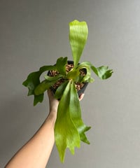 ビカクシダ ゴースト ハンズ 子株 (P. ウィリンキーx P.コロナリウム