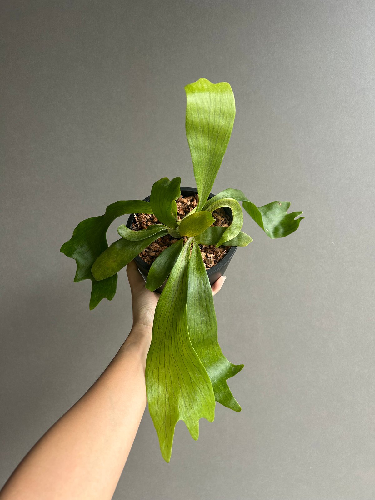 ビカクシダ ゴースト ハンズ 子株 (P. ウィリンキーx P.コロナリウム