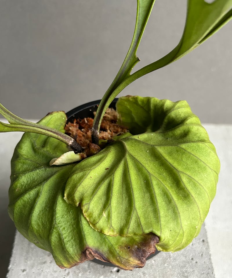 ビカクシダ リドレイ “パカラン”「Platycerium ridleyi “Pakarang