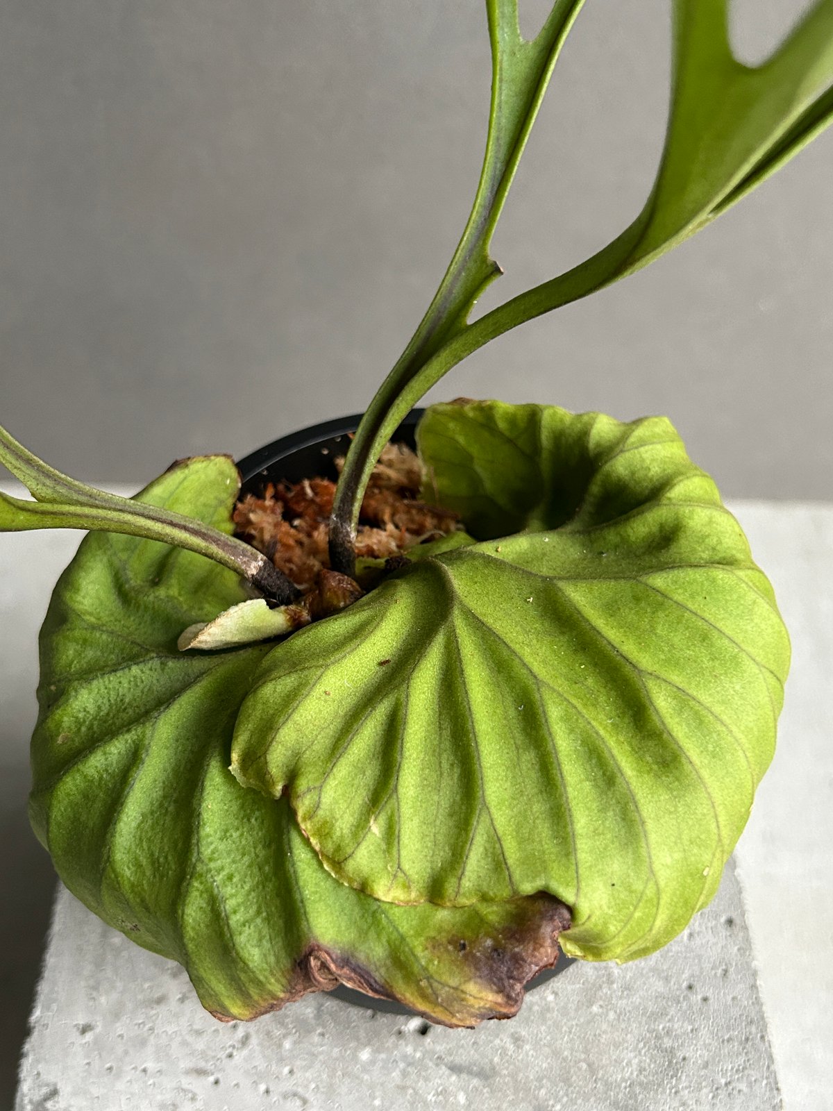 ビカクシダ　リドレイ　パカラン(P.ridleyi Pakarang )　6株 ビカクシダ リドレイ “パカラン”「Platycerium ridleyi “Pakarang