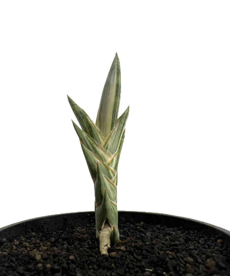 サンセベリア lav.1970 白斑入 「Sansevieria lav. 1970 Whit