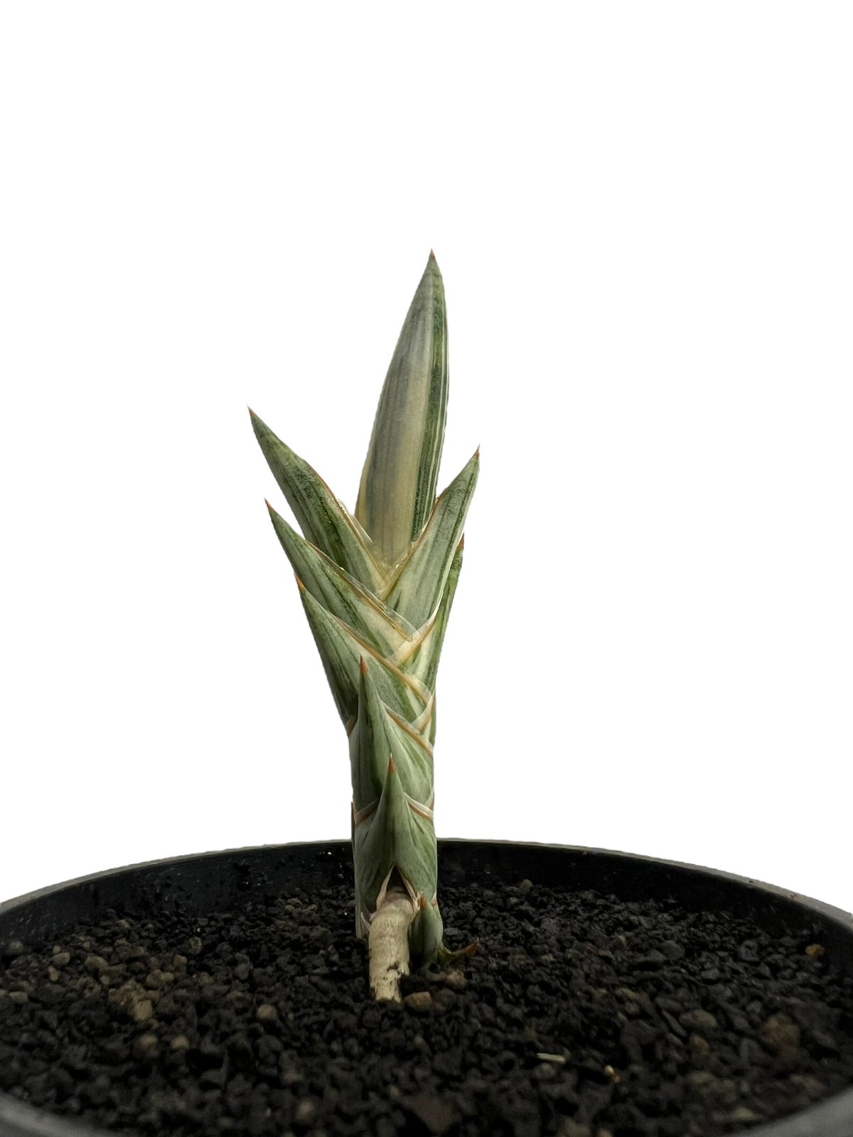 EMP サンセベリア lav.1970 白斑 platinam / SA425 サンセベリア lav.1970 白斑入 「Sansevieria lav. 1970 Whit