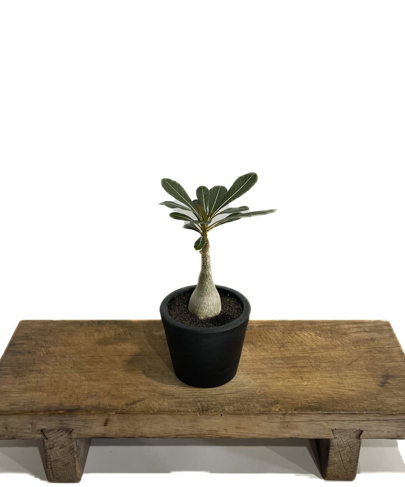 アデニウム ソコトラナム 「Adenium socotranum 」41E-1 | SHOU
