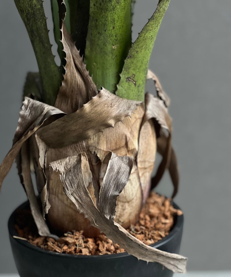 ブロメリア・エアープランツ Hohenbergia leopoldo-horstii x sp.357 Hohenbergia Leopoldo-horstii 