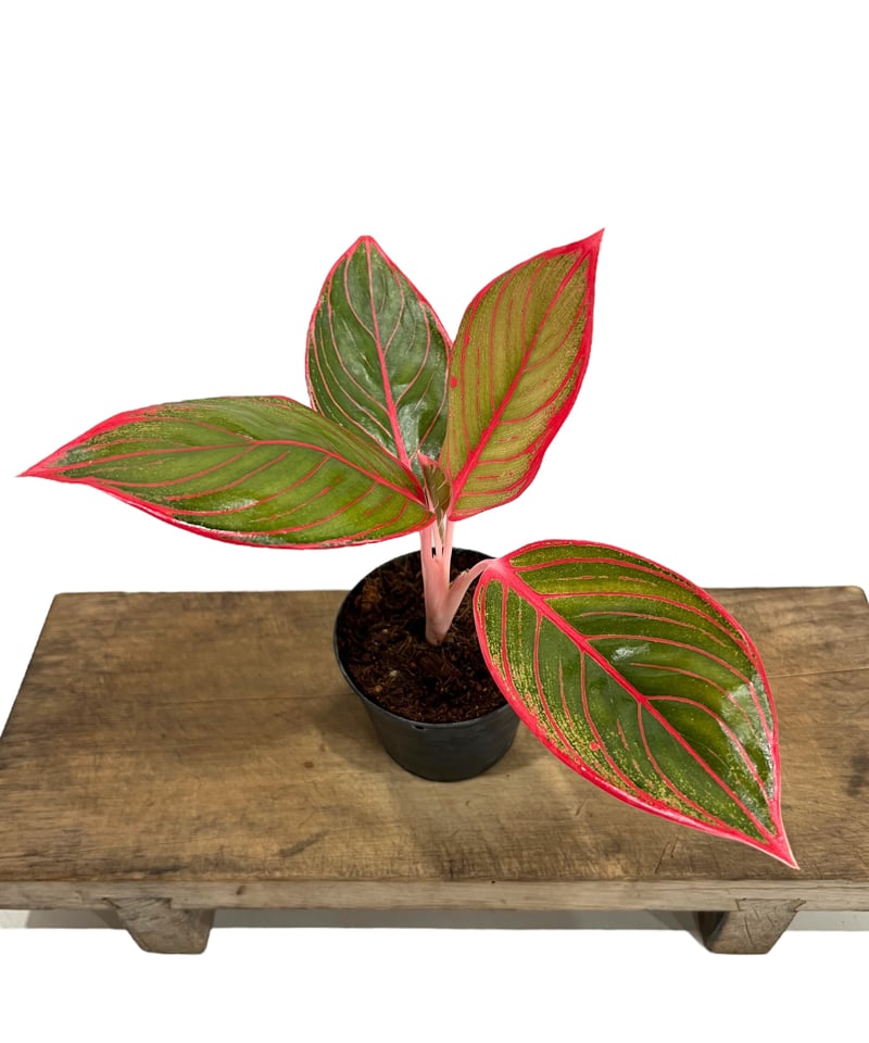 アグラオネマ リップスティック カンザ 「Aglaonema Lipstick Khanza」