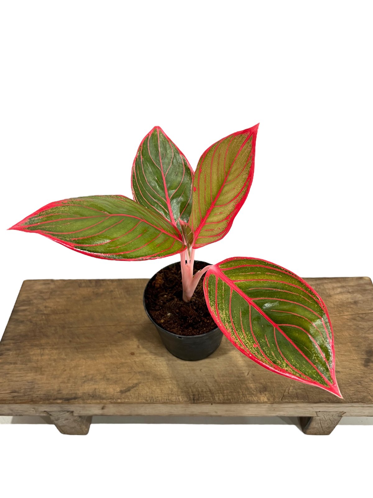 アグラオネマ リップスティック カンザ 「Aglaonema Lipstick Khanza」