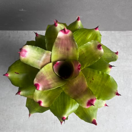 ネオレゲリア ハイブリッド 「Neoregelia hybrid」54A