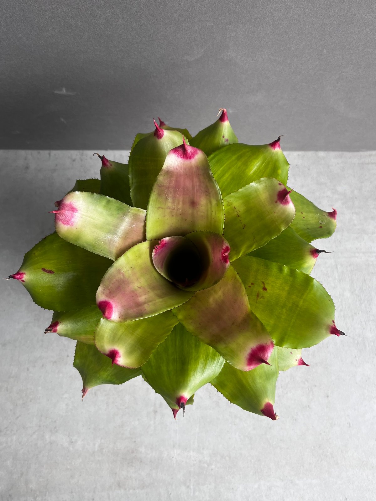 ネオレゲリア ハイブリッド 「Neoregelia hybrid」54A | SHOUCHIKUEN ネオレゲリア ハイブリッド 「Neoregelia hybrid」54A | SHOUCHIKUEN