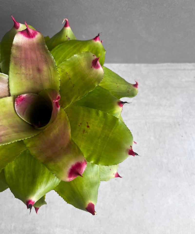 ネオレゲリア ハイブリッド 「Neoregelia hybrid」54A | SHOUCHIKUEN