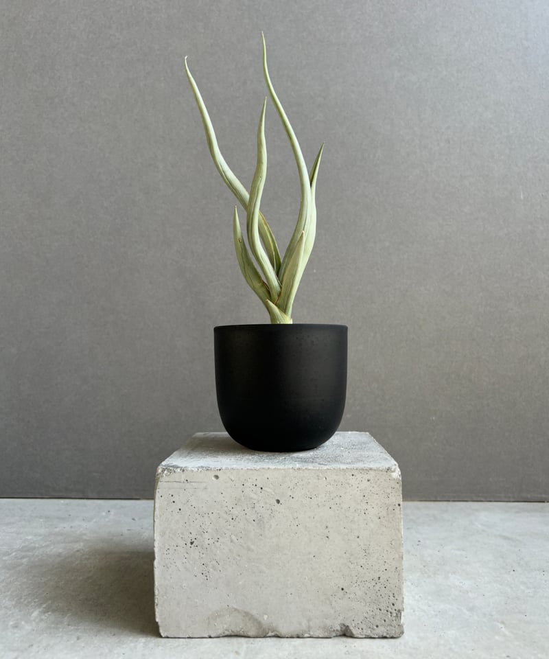 サンセベリア シルバー スパイラル「Sansevieria Silver Spiral (f