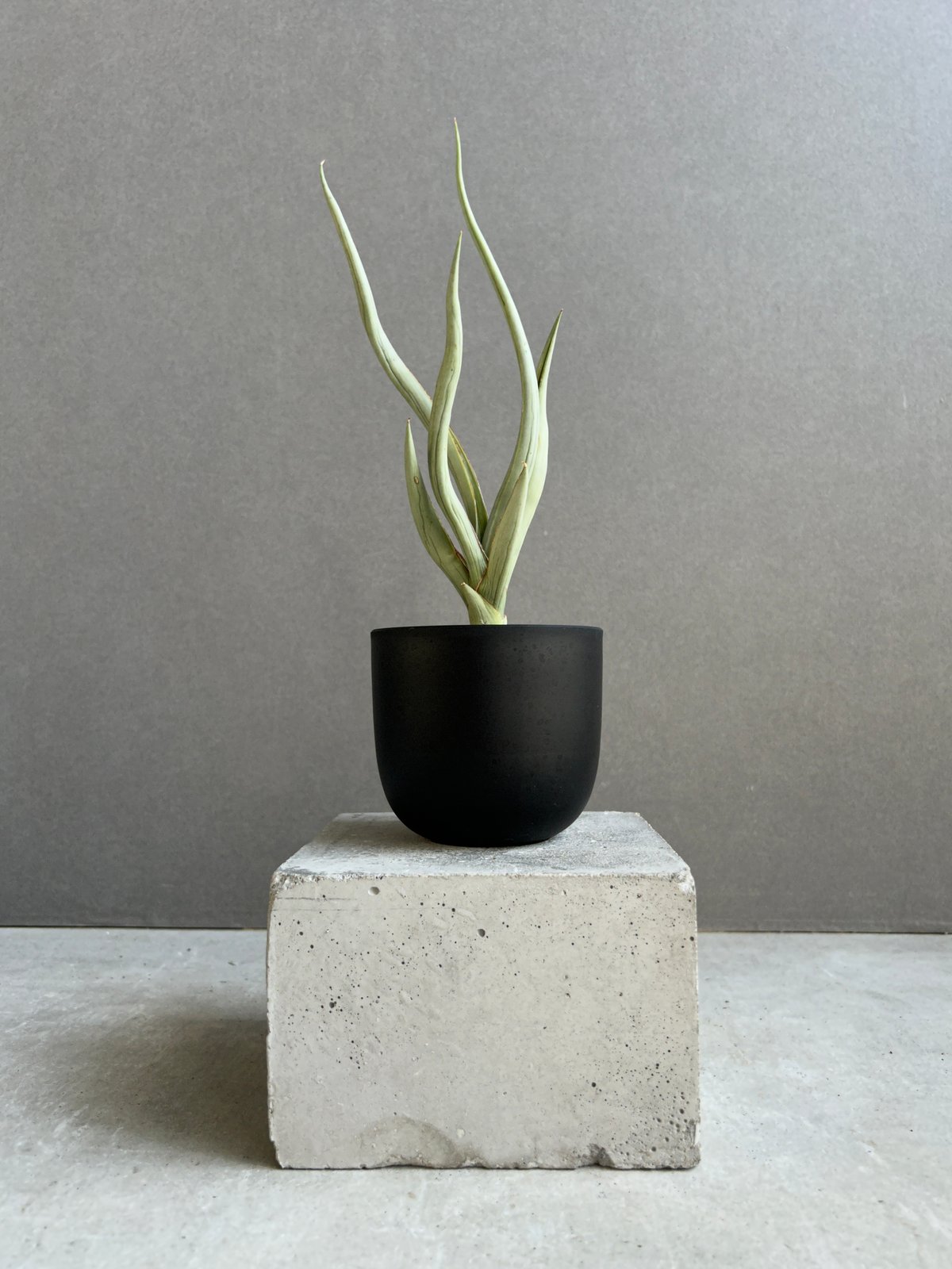 サンセベリア シルバー スパイラル「Sansevieria Silver Spiral