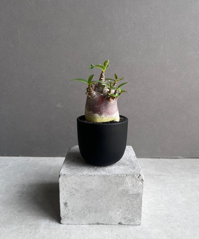 【激レア/ブラックスキン/ドワーフ 】アデニウムアラビカム スーパーレッドC12 激レア/ブラックスキン/ドワーフ 】アデニウムアラビカム スーパー