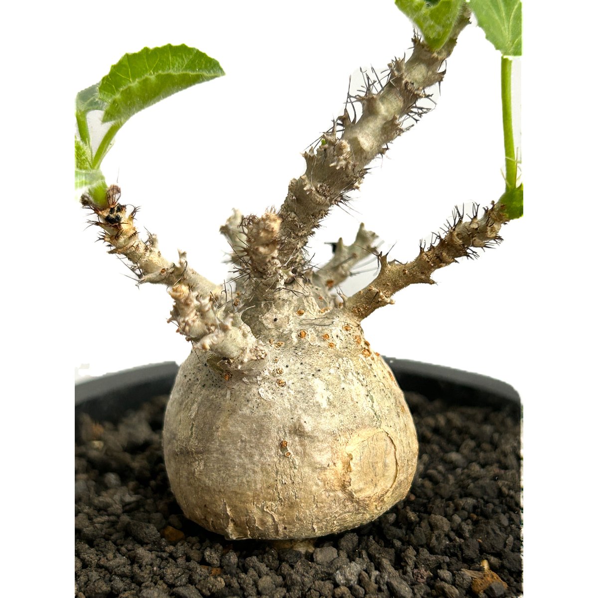 ヤトロファ マルギナータ 「 jatropha marginata」6/14-782-1 |