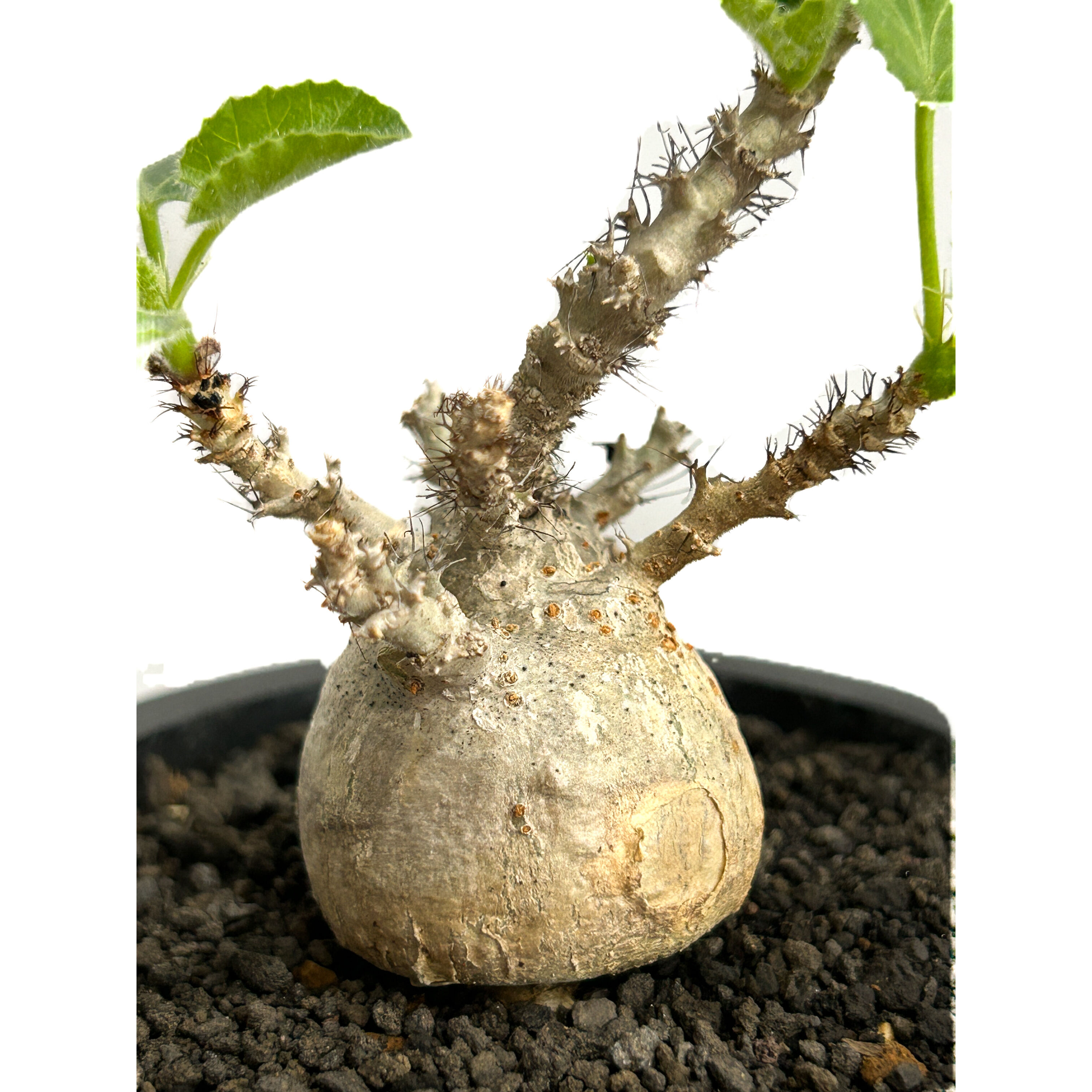 ヤトロファ マルギナータ 「 jatropha marginata」6/14-782-1 |