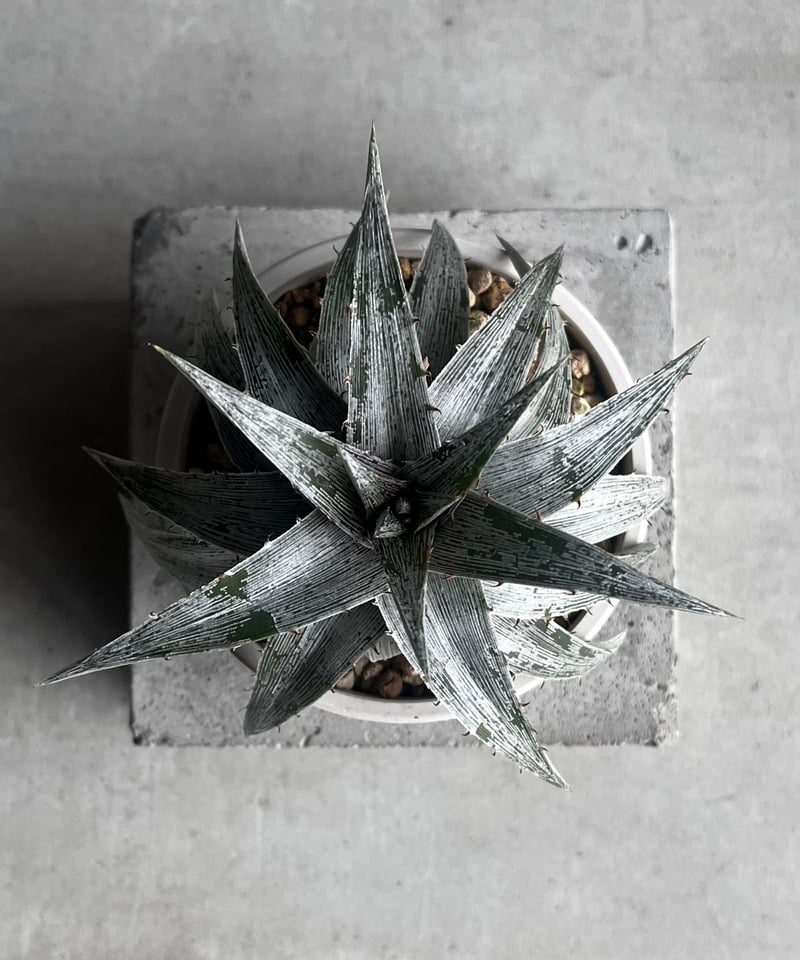 ディッキア マセドイ ホワイト クローン 「Dyckia macedoi white clon