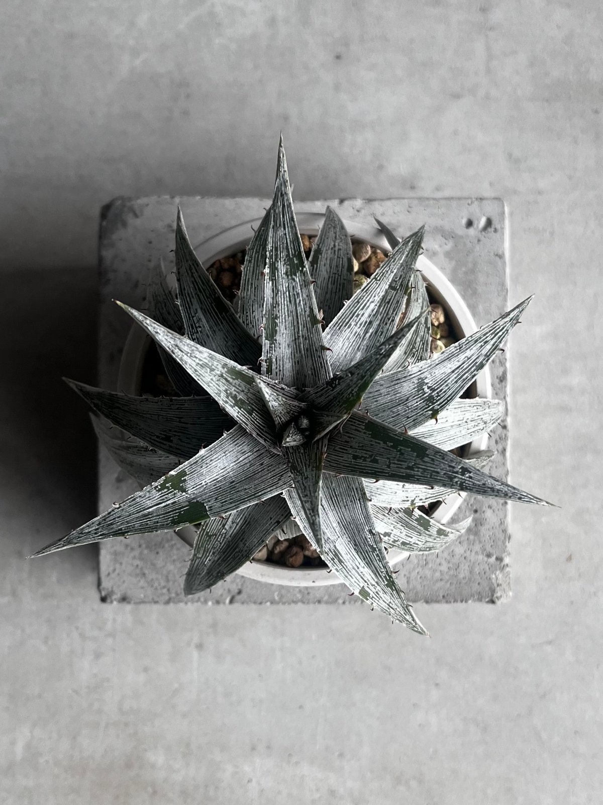 ディッキア マセドイ ホワイト クローン 「Dyckia macedoi white clon