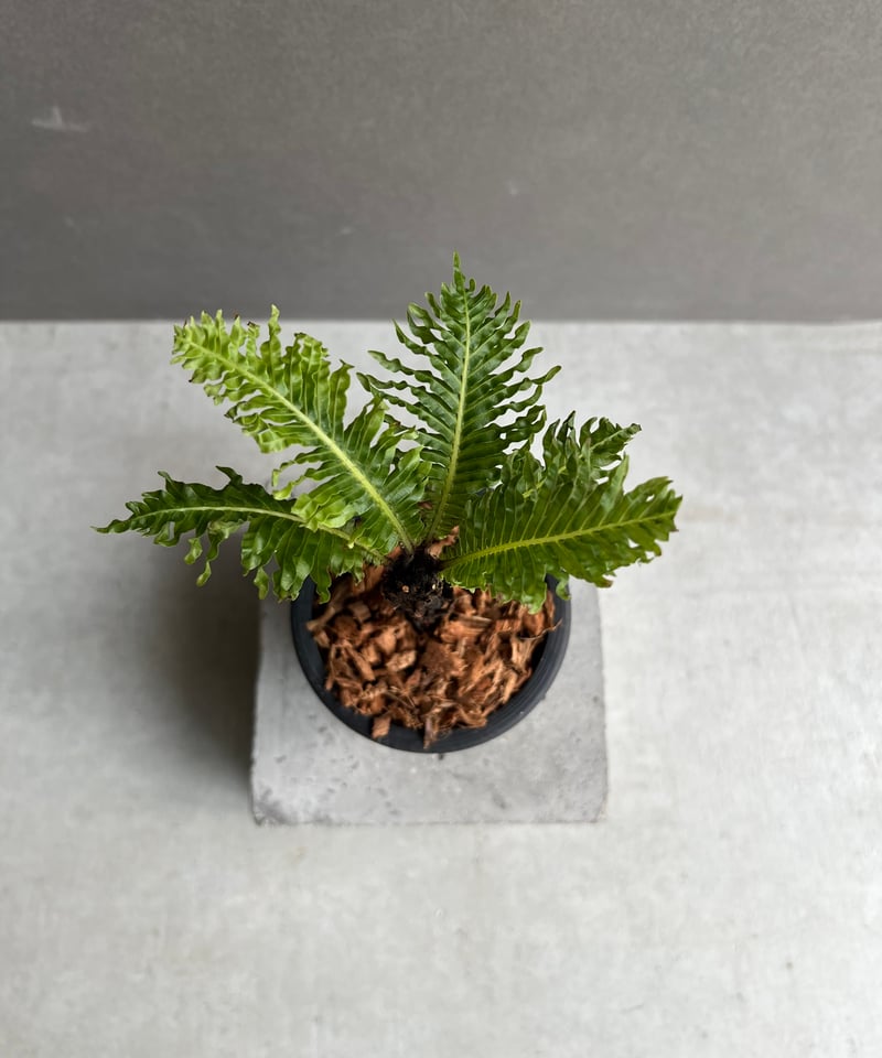 ブレクナム ギッバム ドワーフ 「Blechnum gibbum Dwarf 」38C | S