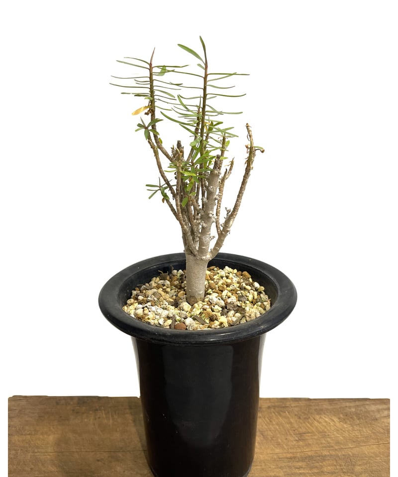 ユーフォルビア バルサミフェラ「 Euphorbia balsamifera」8/2 ユーフォルビア バルサミフェラ「 Euphorbia balsamifera」8/2