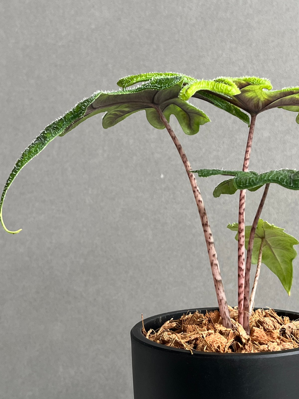 アロカシア ジャックリン 「Alocasia Jacklyn」95N | SHOUCHIKUEN