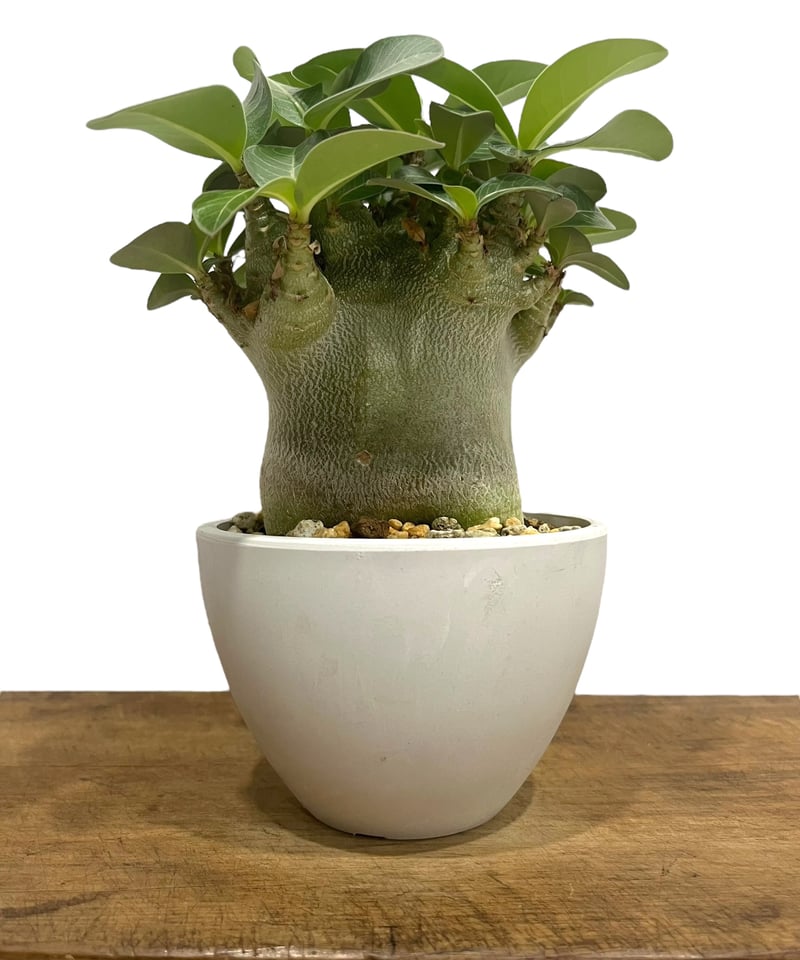 アデニウム アラビカム スーパー ドワーフ タイプ 「Adenium arabicum