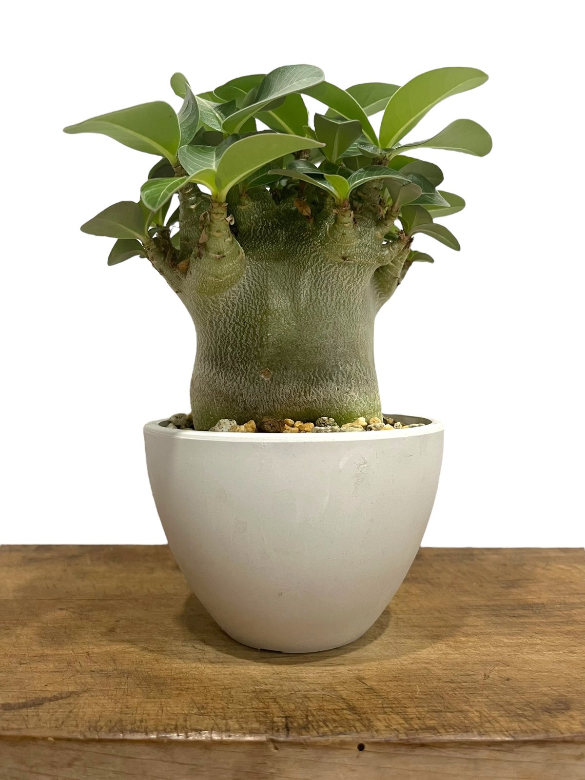 アデニウム・アラビカム・スーパードワーフ アデニウム アラビカム スーパードワーフ | GREEN LUCK