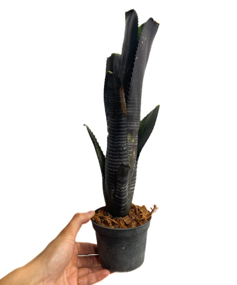 送料無料】 Billbergia 'Obi-Wan' 〔ビルベルギア〕現品発送 送料無料】 Billbergia 'Obi-Wan' 〔ビルベルギア〕現品発送