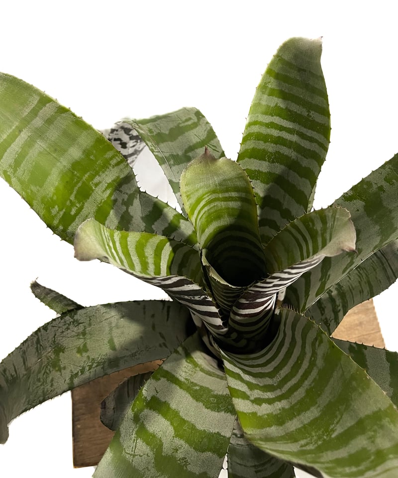 エクメア チャンティニー エボニー「 Aechmea chantinii Ebony」4-5