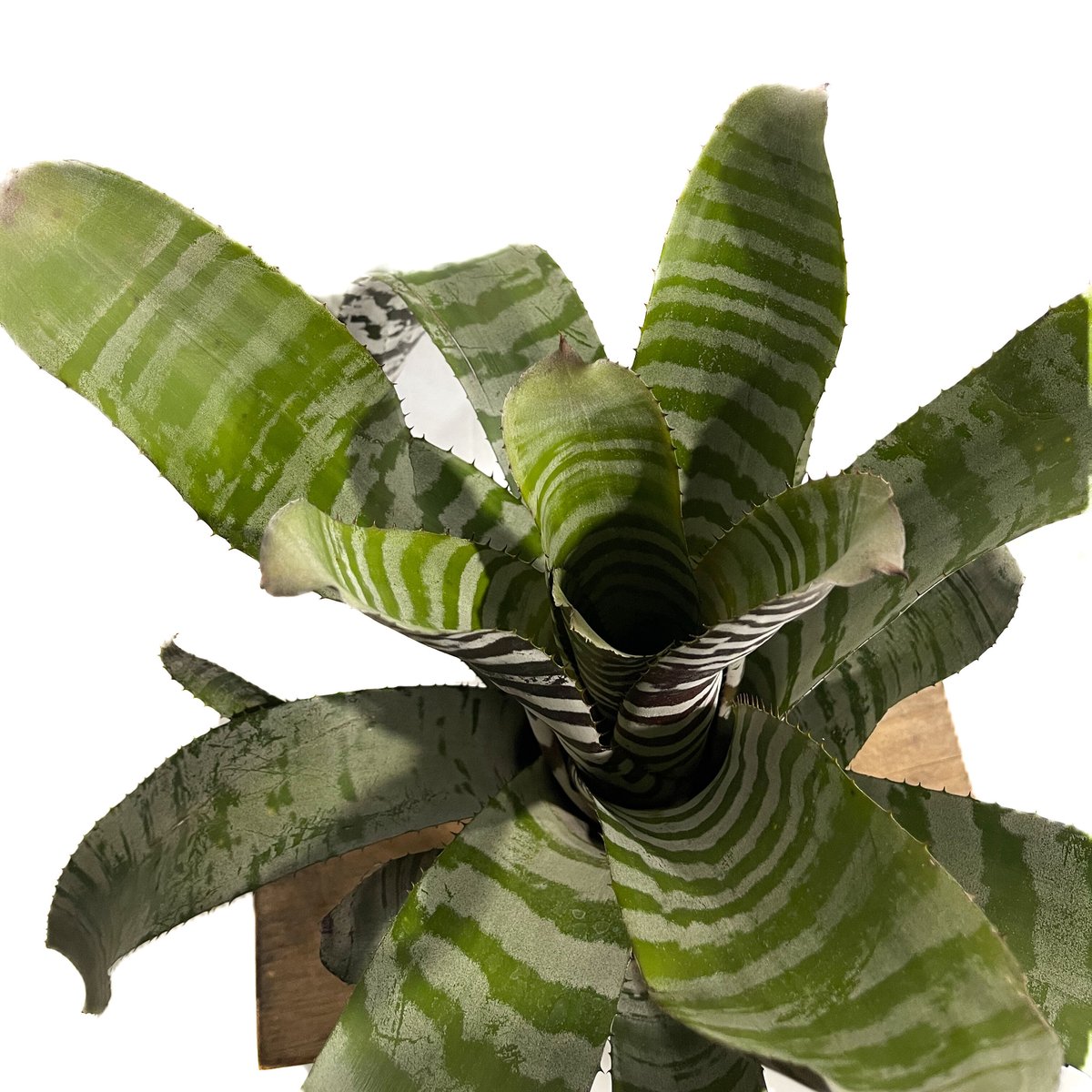 エクメア チャンティニー エボニー「 Aechmea chantinii Ebony」4-5