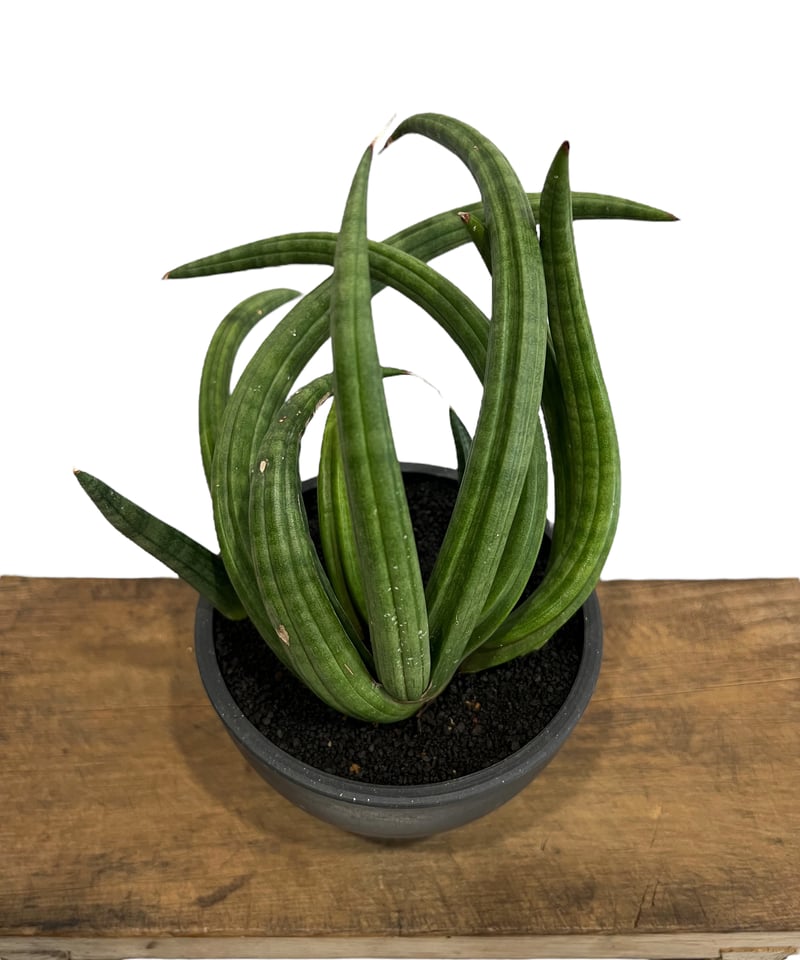 サンセベリア アンヤマニー ハイブリッド “トルネード” 「Sansevieria